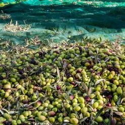 Filet De Récolte Pour Olives Avec Oeillets Et Ouverture Tronc - Vert - Linxor - Vert 7 Filet De Récolte Pour Olives Avec Oeillets Et Ouverture Tronc - Vert - Linxor - Vert -LINXOR Soldes Boutique 24233510 4