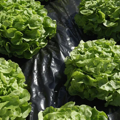 Film De Paillage Micro Perforé Pour Fruits Et Légumes - 1,40 M X 10 M - Noir - Linxor - Noir 2 Film De Paillage Micro Perforé Pour Fruits Et Légumes - 1,40 M X 10 M - Noir - Linxor - Noir – Image 2